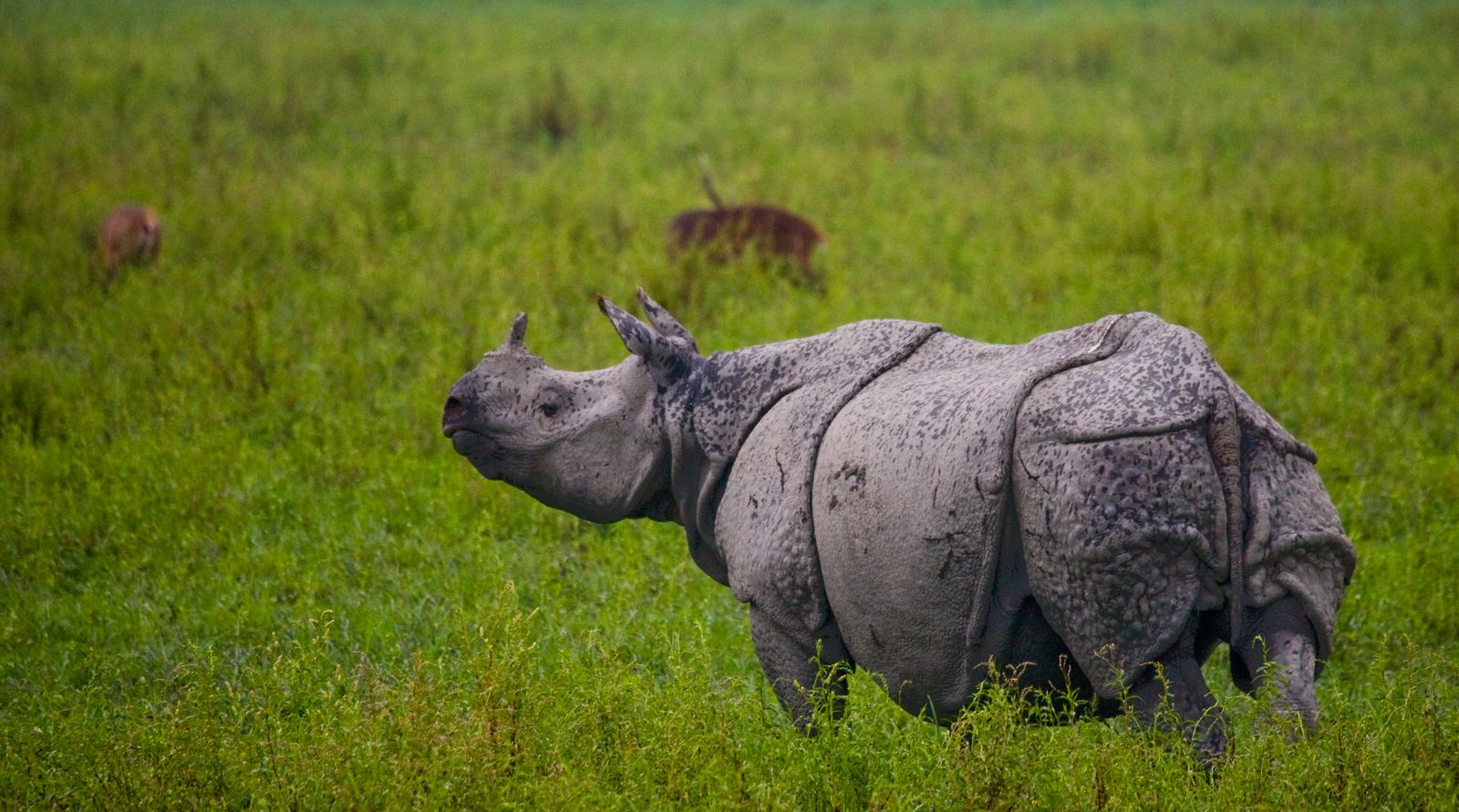 One horned rhino