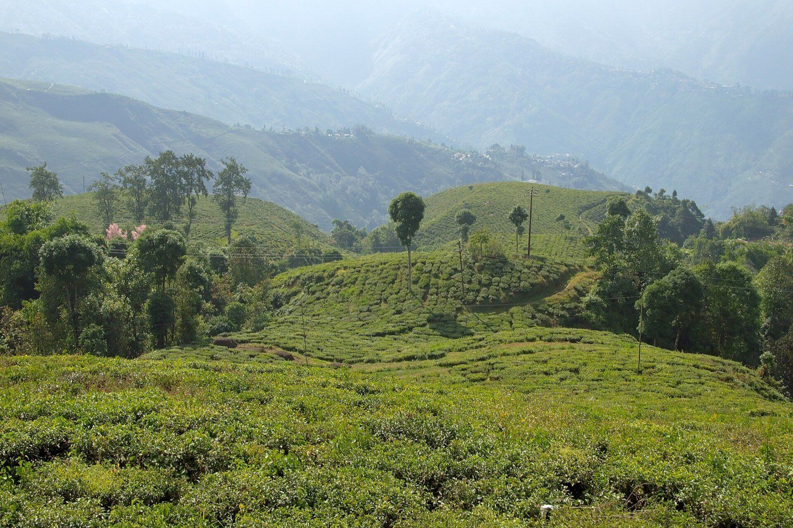 Darjeeling India Tea Plantations on Hills