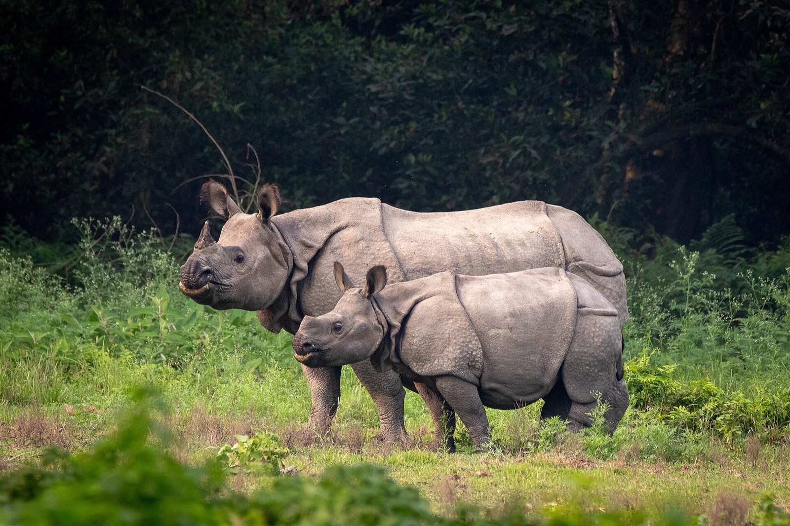 Wildlife & nature