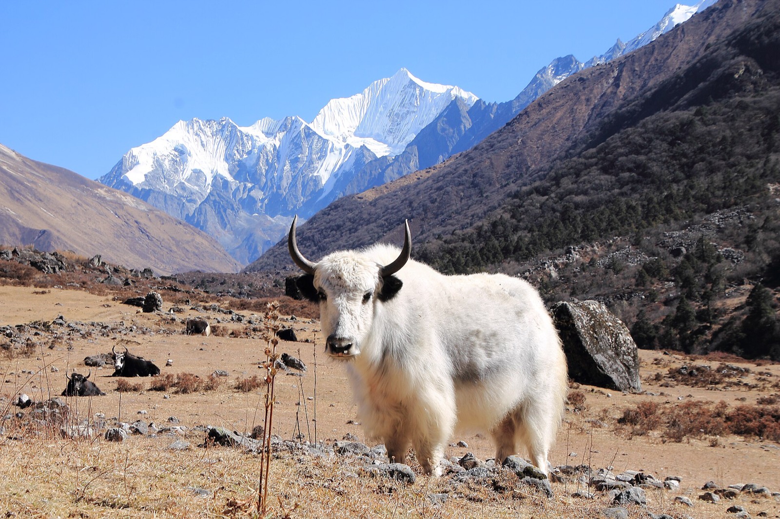 Yak in Langtang Valley